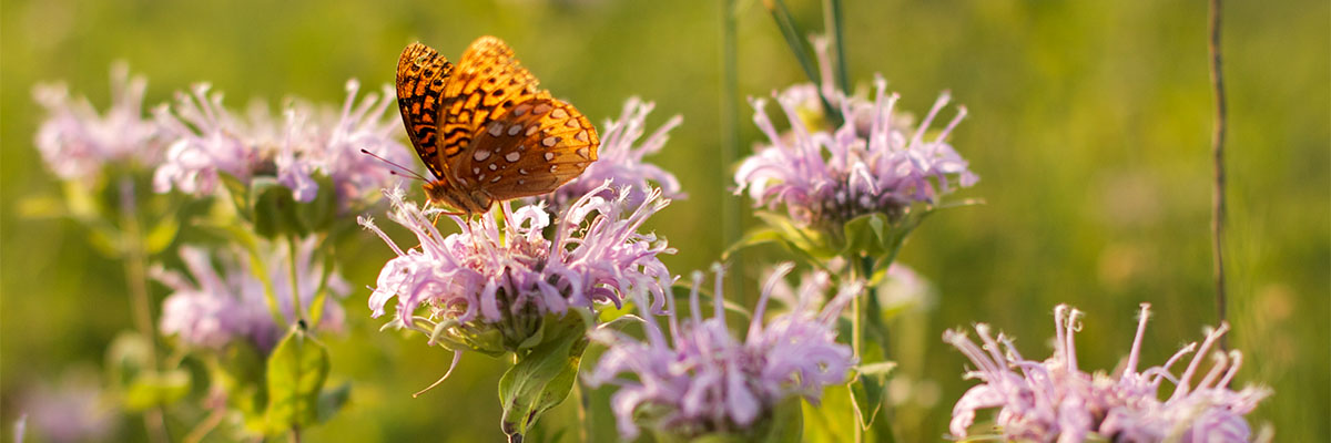 About Hamilton Native Outpost, butterfly on wildflower