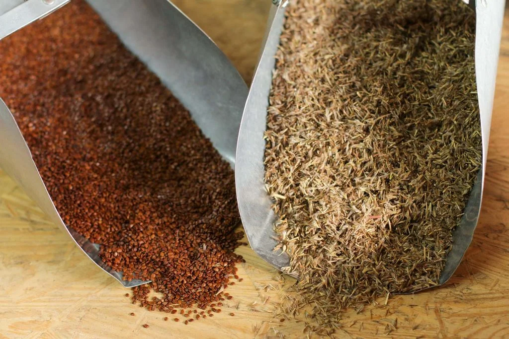 choosing which native species to plant, scoops of seed, Hamilton Native Outpost