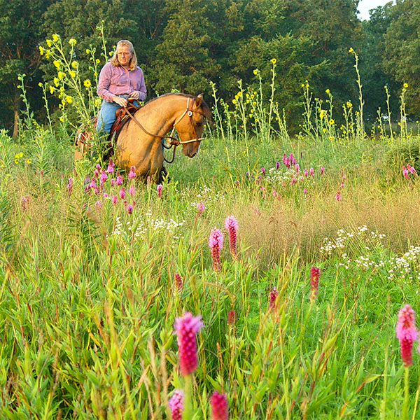 Amy Harrison, horseback, wildflower meadow, diverse native grassland, Hamilton Native Outpost