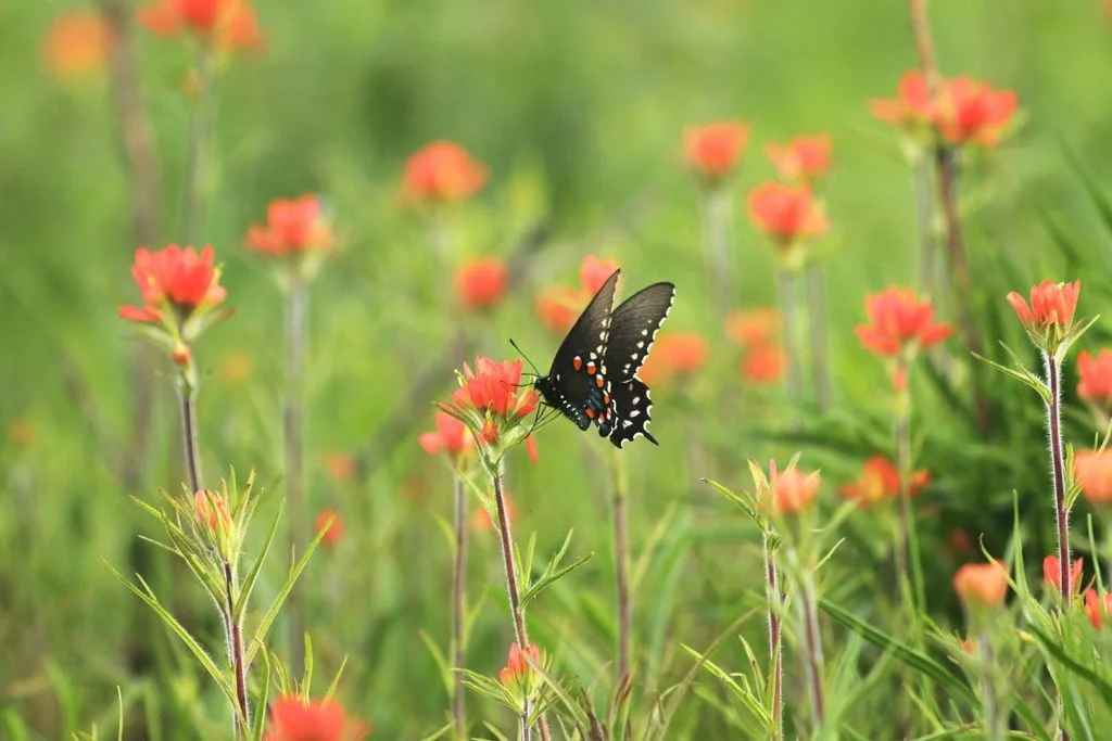 first year weed control, indian paintbrush, butterfly, Hamilton Native Outpost
