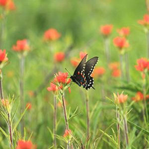 first year weed control, indian paintbrush, butterfly, Hamilton Native Outpost