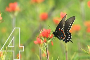 Hamilton Native Outpost Hamilton Native Outpost