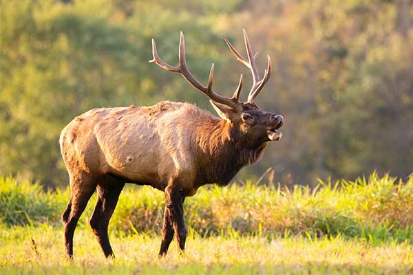 wildlife, elk, Hamilton Native Outpost