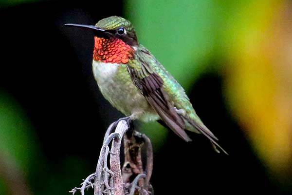 wildlife and pollinators, hummingbird, Hamilton Native Outpost