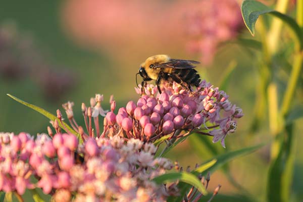 wildlife and pollinators, native bees, Hamilton Native Outpost