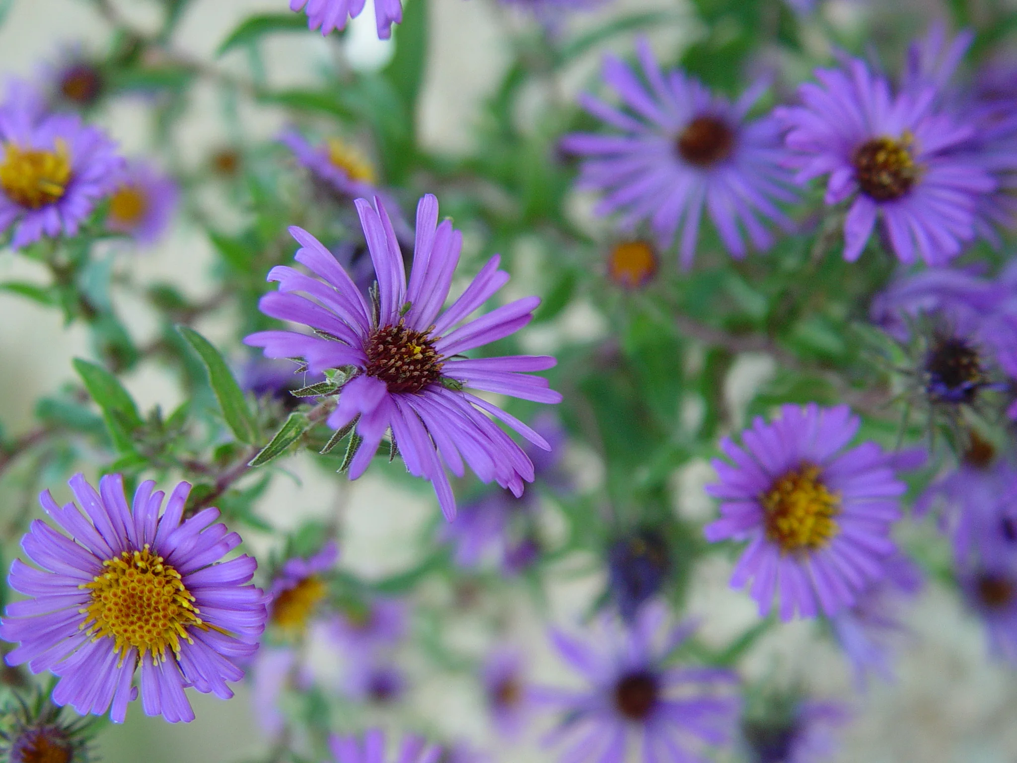 Aster, Aromatic (Aster oblongifolius), wildflower, hamilton native outpost