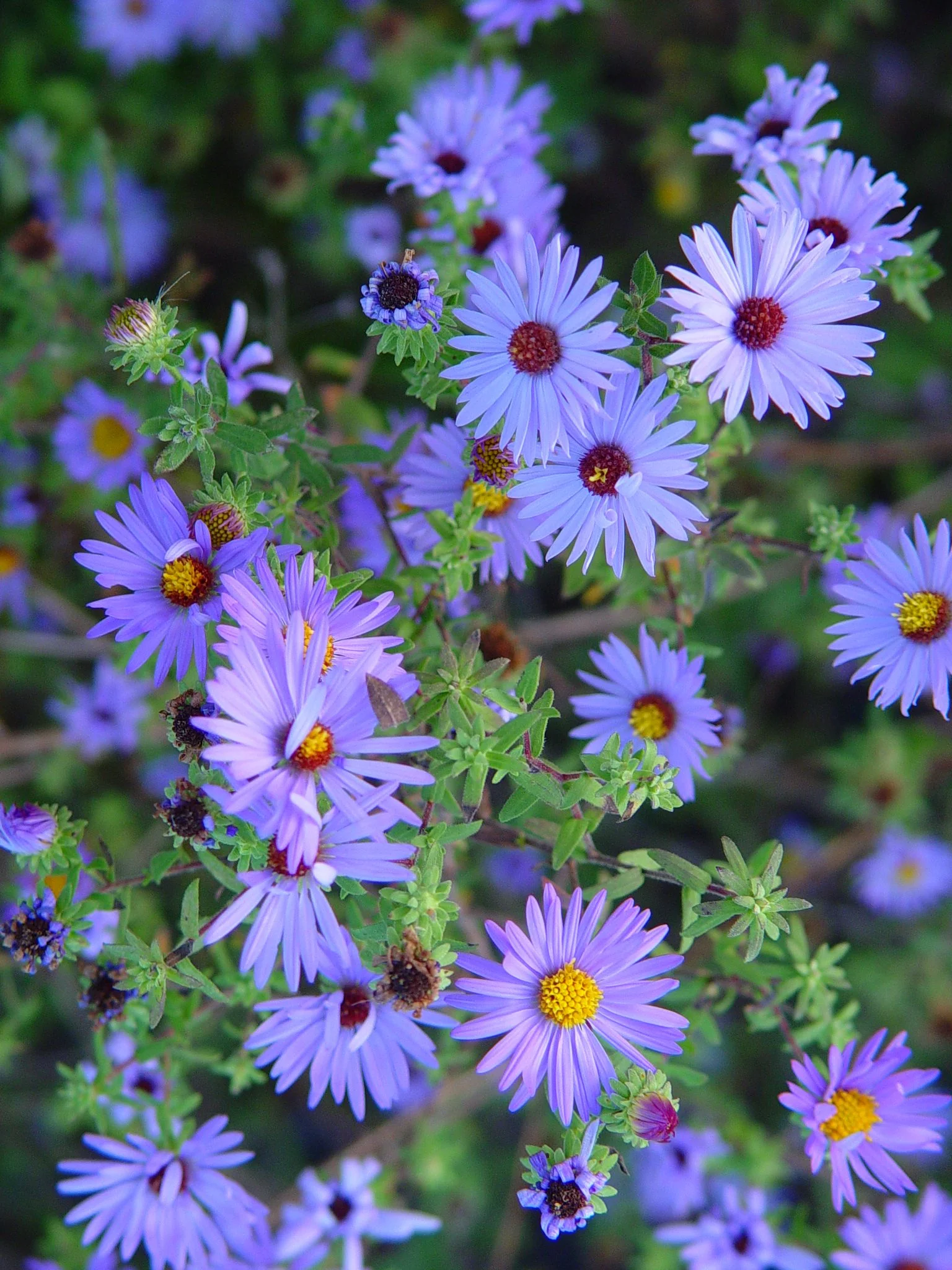 Aster, Aromatic (Aster oblongifolius), wildflower, hamilton native outpost