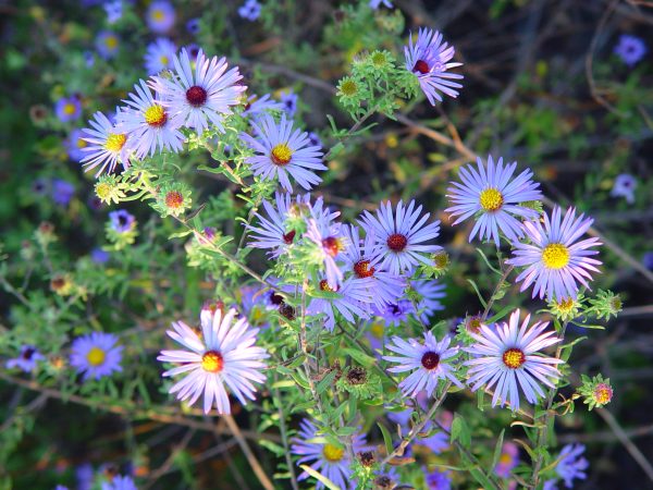 Aster, Aromatic (Aster oblongifolius), wildflower, hamilton native outpost