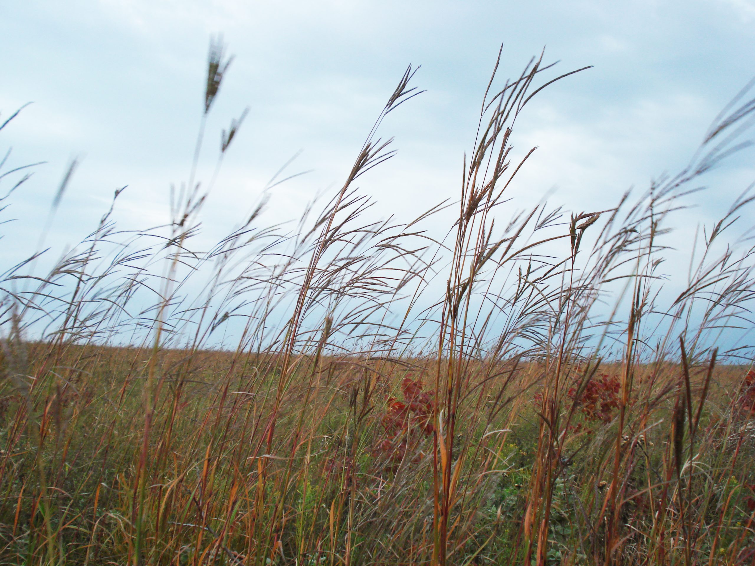 Big Bluestem (Andropogon gerardii), grass, hamilton native outpost