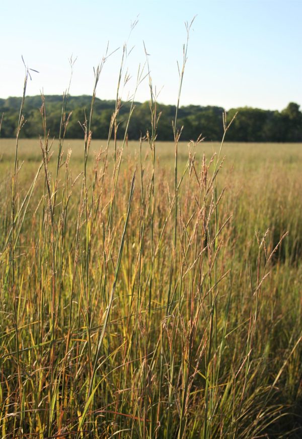 Big Bluestem (Andropogon gerardii), grass, hamilton native outpost