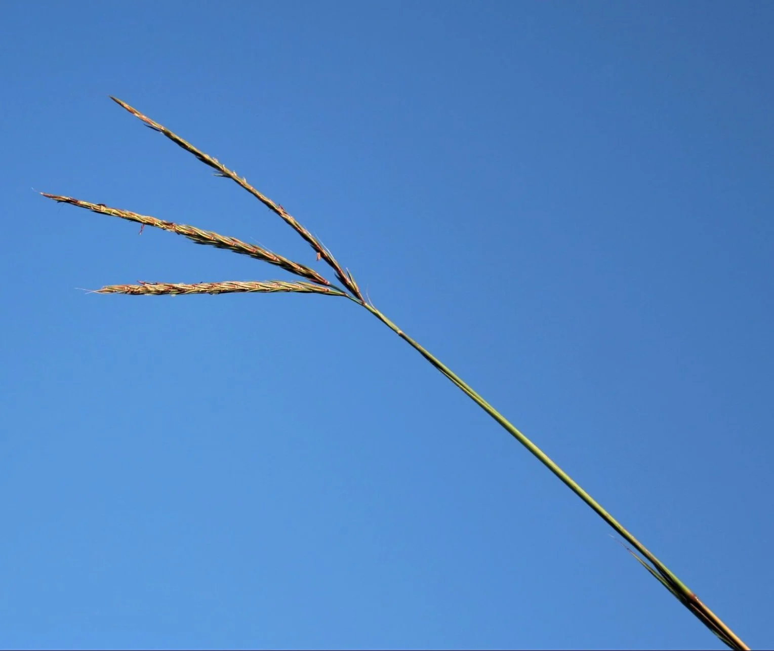 Big Bluestem (Andropogon gerardii), grass, hamilton native outpost