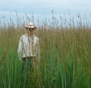 Big Bluestem, Hamilton Native Outpost