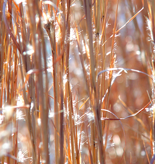 Broomsedge (Andropogon virginica), grass. hamilton native outpost
