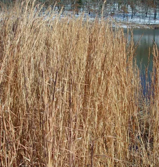 Broomsedge (Andropogon virginica), grass. hamilton native outpost