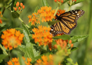 Pollinators, monarch butterflies, Hamilton Native Outpost