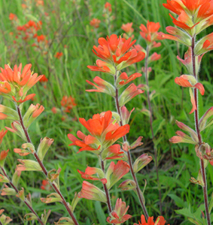 Indian Paintbrush (Castilleja coccinea), wildflower, hamilton native outpost