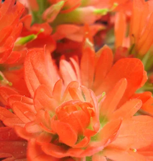 Indian Paintbrush (Castilleja coccinea), wildflower, hamilton native outpost