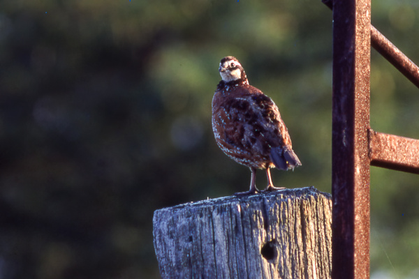 Wildlife, bobwhite quail, Hamilton Native Outpost