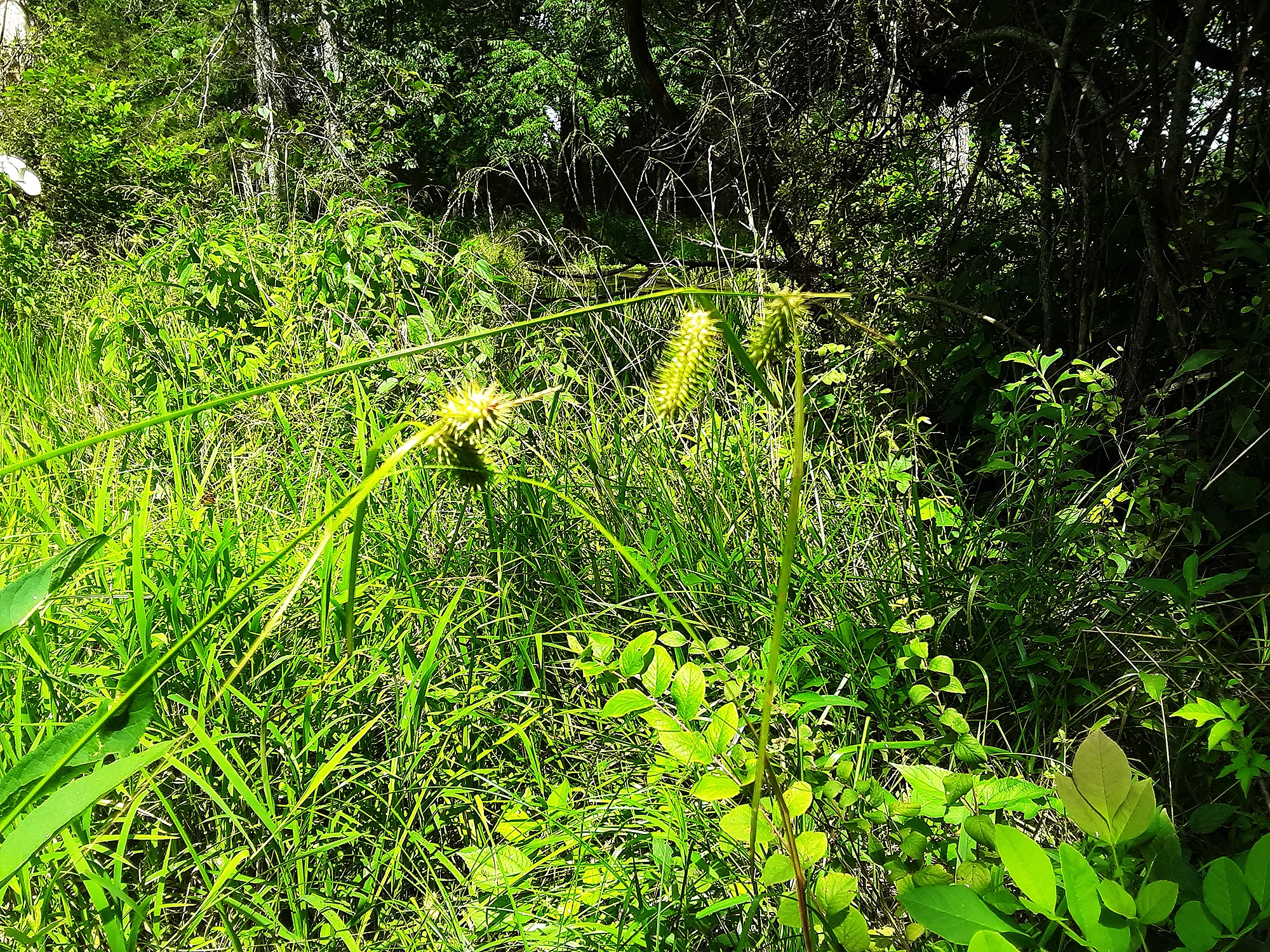 Sedge, Porcupine - Image 3