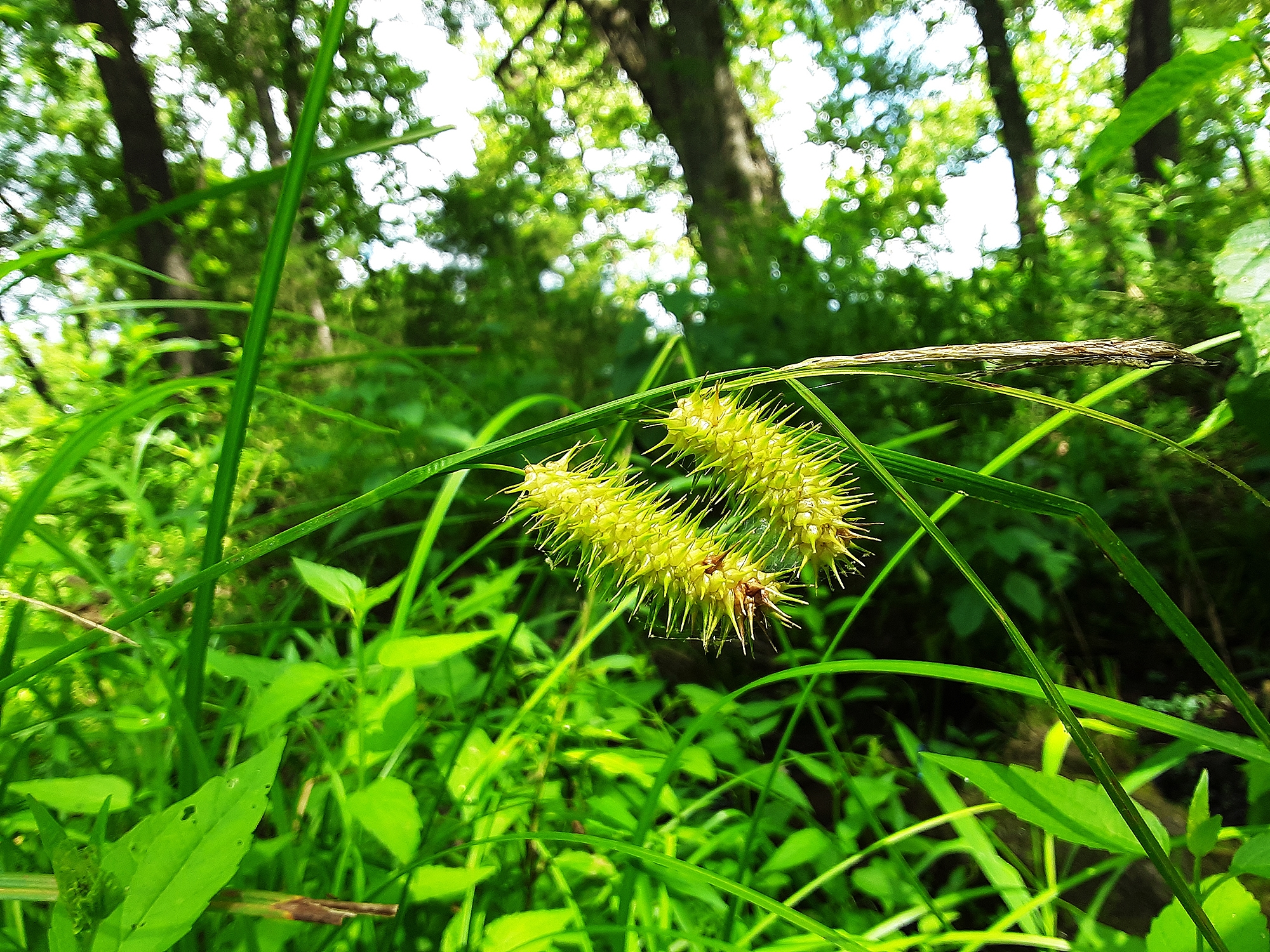 Porcupine Sedge