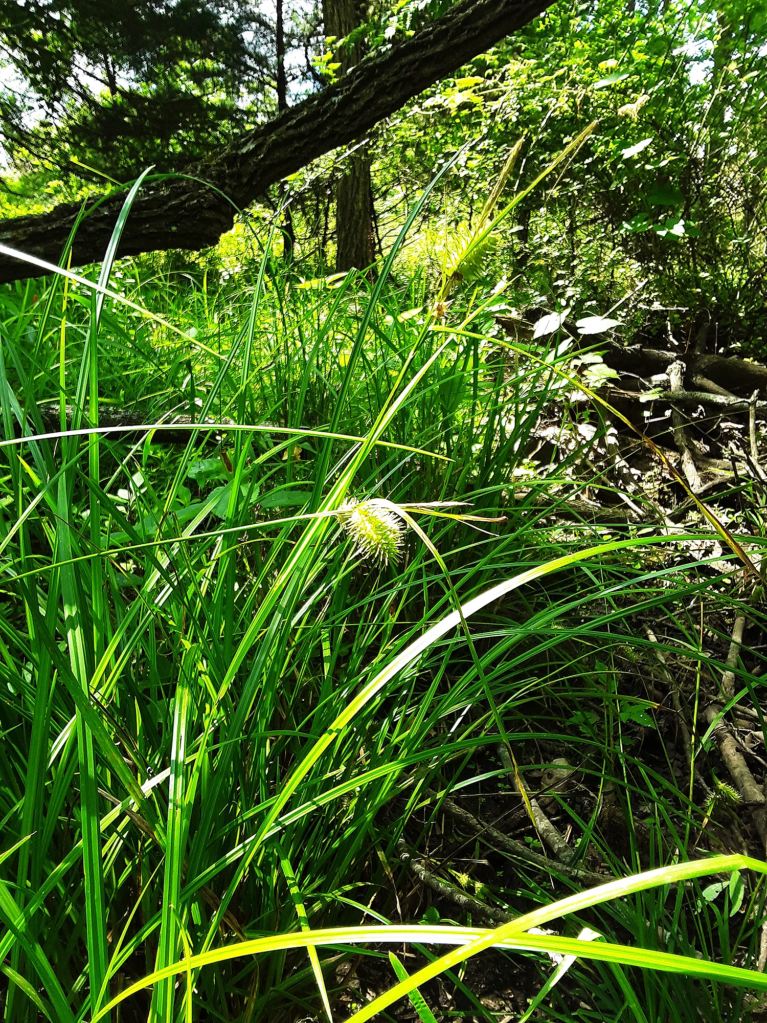 Sedge, Porcupine - Image 2