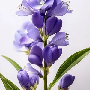 Tick Trefoil, Smooth