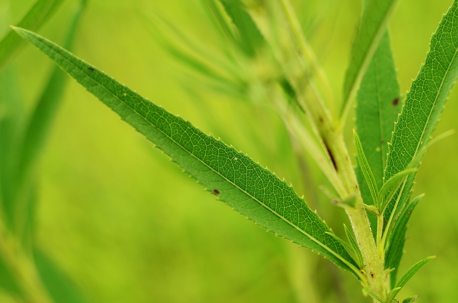 Ironweed, Arkansas - Image 2