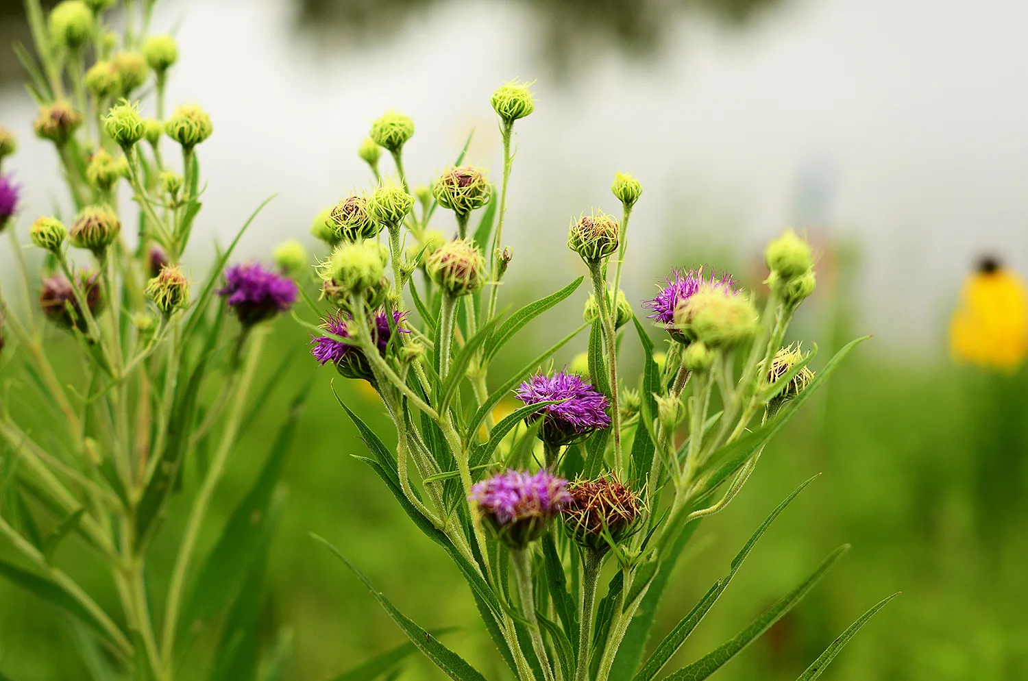 Ironweed, Arkansas
