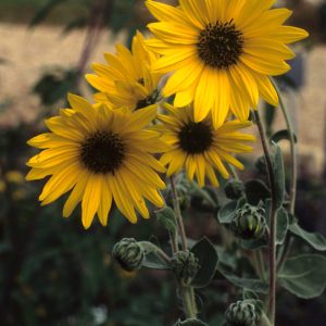 Ashy Sunflower (Helianthus mollis), wildflower, hamilton native outpost