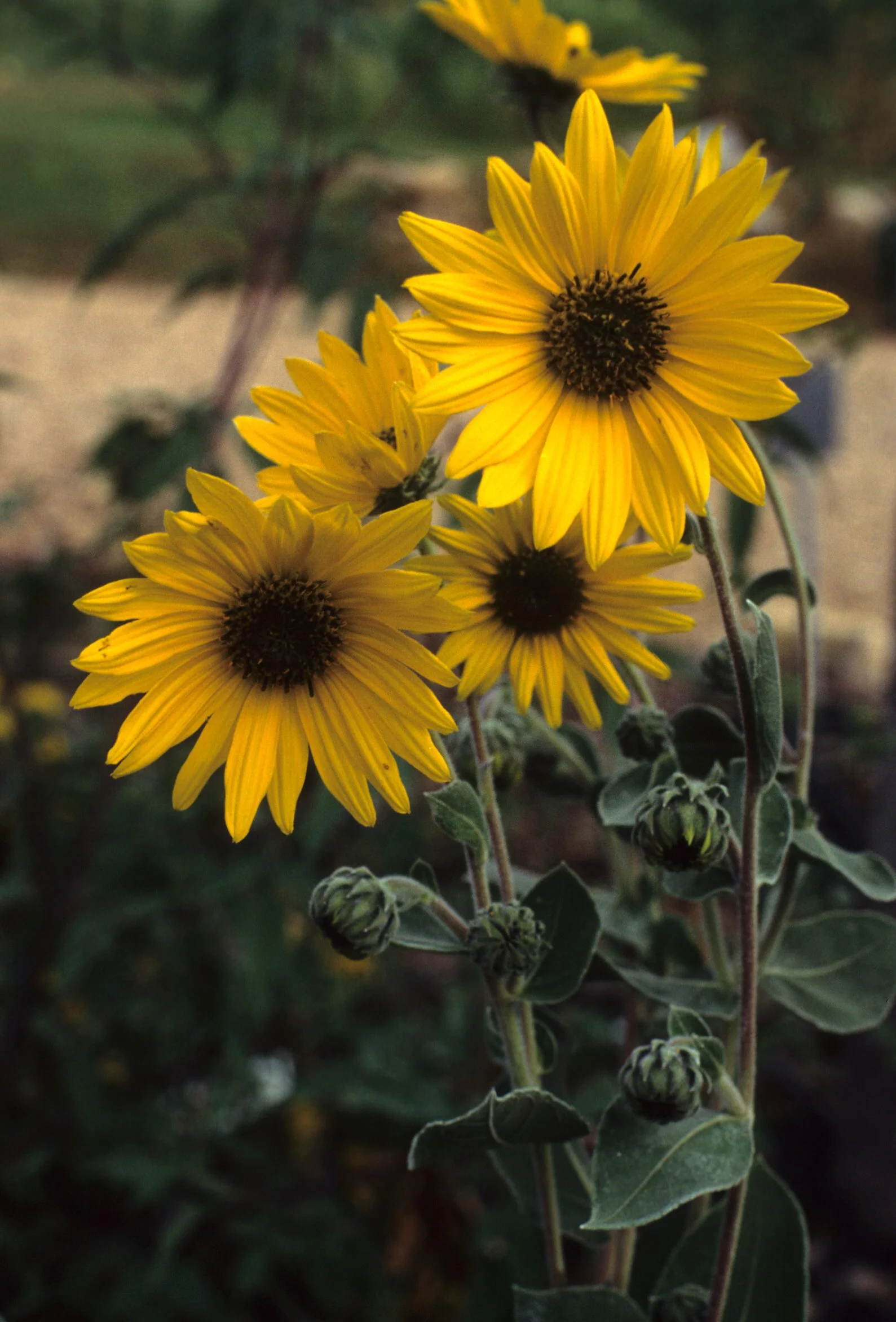 Ashy Sunflower (Helianthus mollis), wildflower, hamilton native outpost