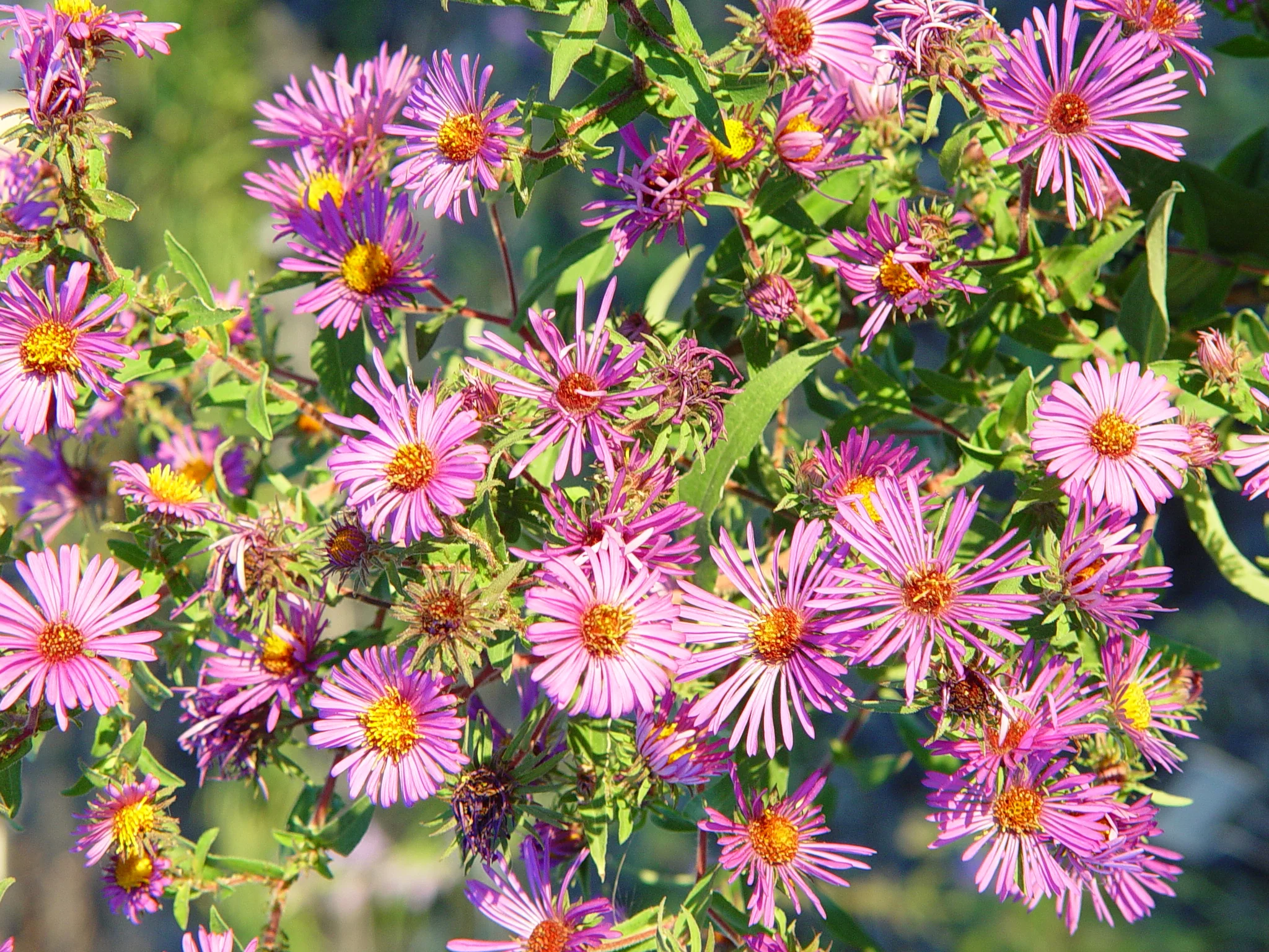 Aster, New England (Aster novae-angliae), wildflower, hamilton native outpost