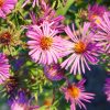 Aster, New England (Aster novae-angliae), wildflower, hamilton native outpost