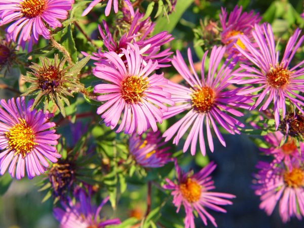 Aster, New England (Aster novae-angliae), wildflower, hamilton native outpost