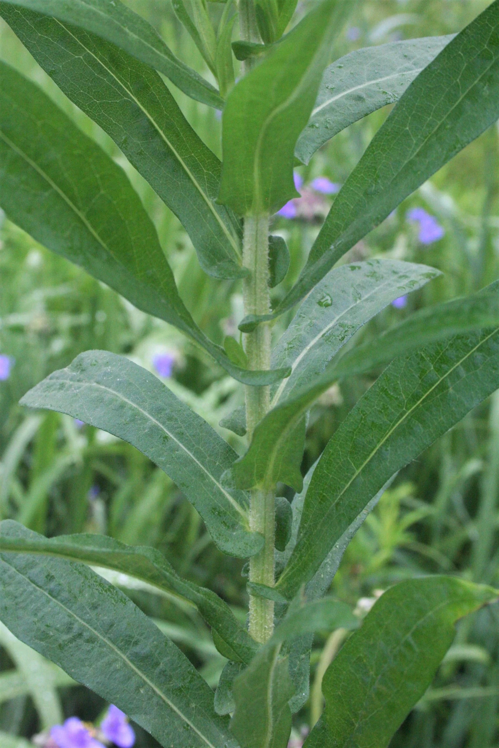 Aster, New England (Aster novae-angliae), wildflower, hamilton native outpost