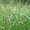 Beaked Panicgrass (Panicum anceps), grass, Hamilton Native Outpost