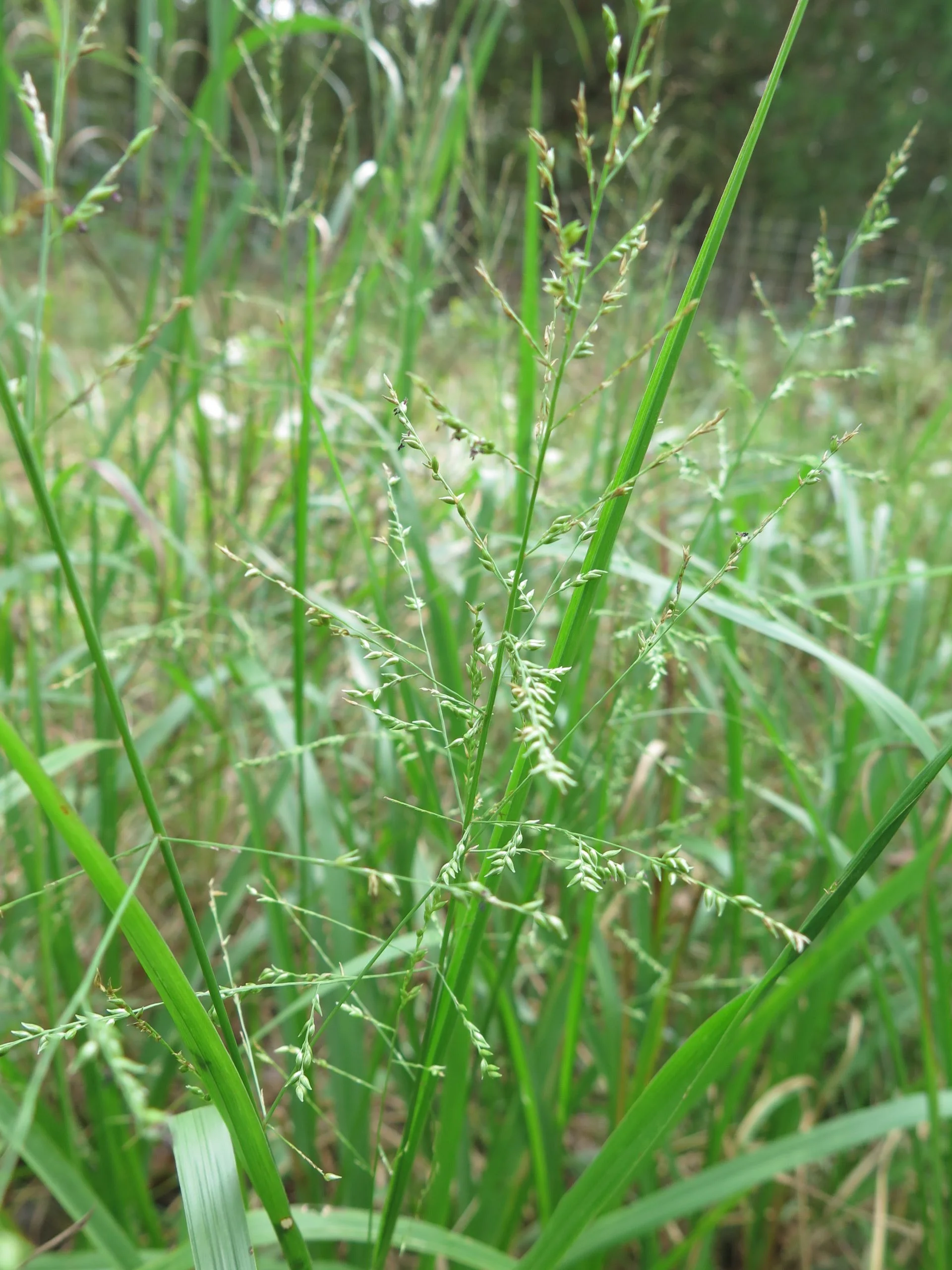 Beaked Panicgrass (Panicum anceps), grass, Hamilton Native Outpost