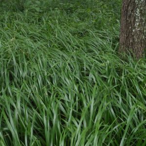 Beakgrain (Diarrhena obovata), grass, Hamilton Native outpost