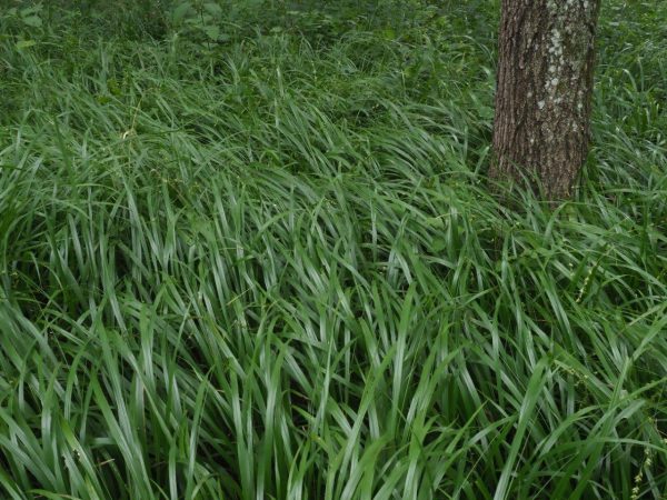 Beakgrain (Diarrhena obovata), grass, Hamilton Native outpost