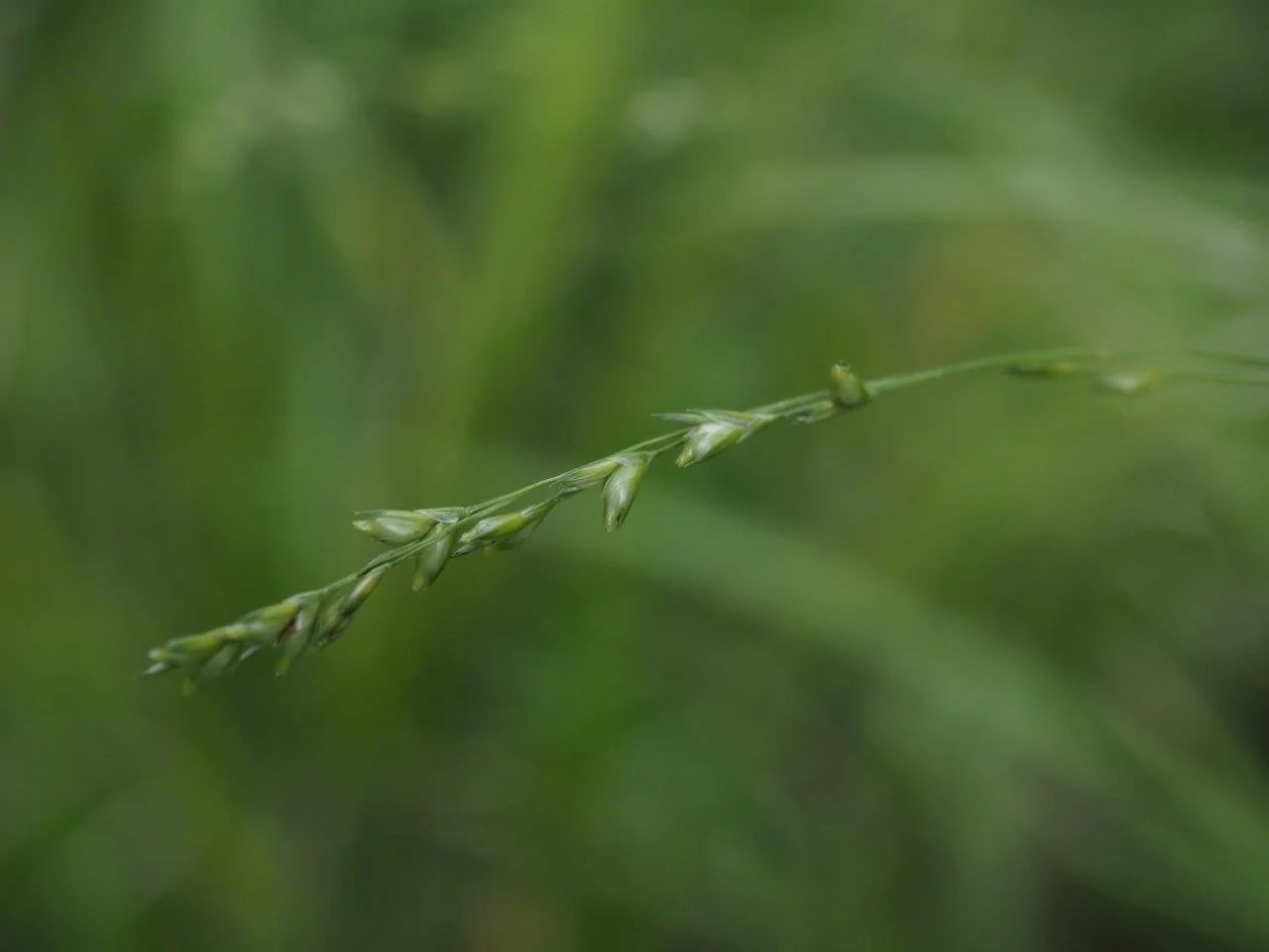 Beakgrain (Diarrhena obovata), grass, Hamilton Native outpost