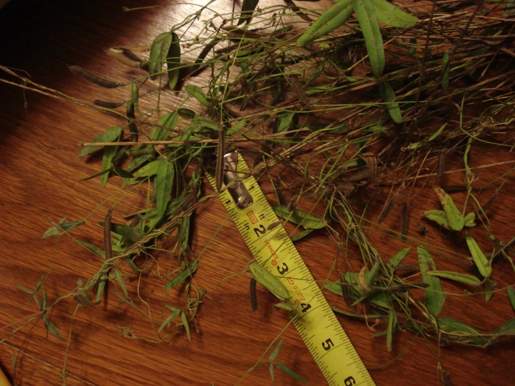 Bean, Small Fuzzy (Strophostyles leiosperma), wildflower, hamilton native outpost
