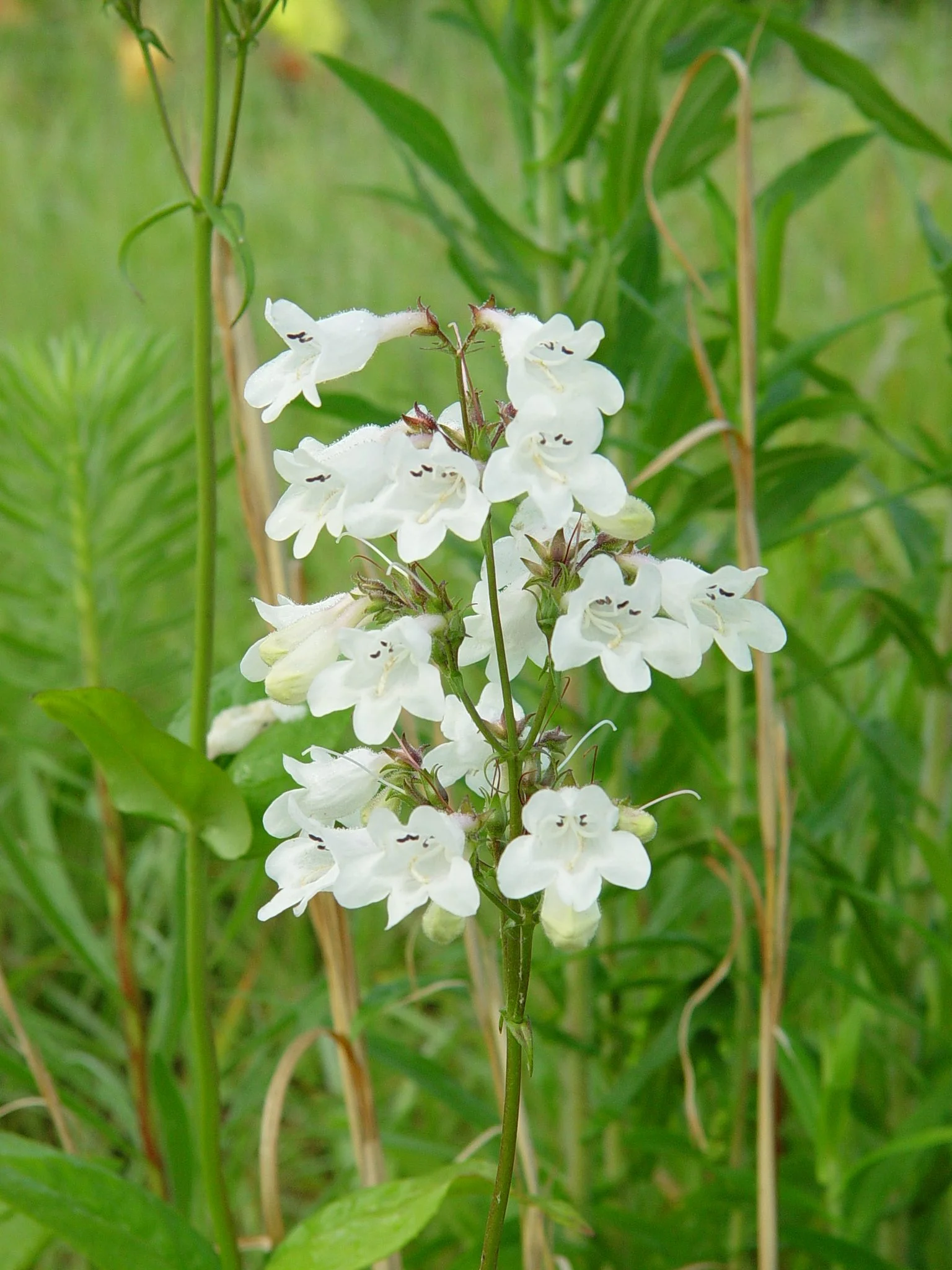 Beardtongue, White (Penstemon digitalis), wildflower, hamilton native outpost