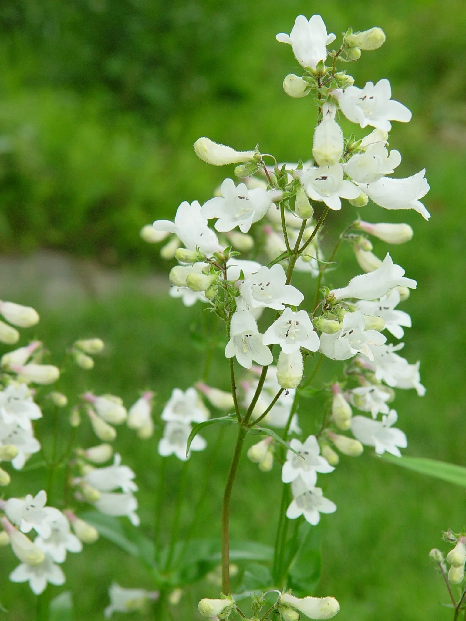 Beardtongue, White (Penstemon digitalis), wildflower, hamilton native outpost