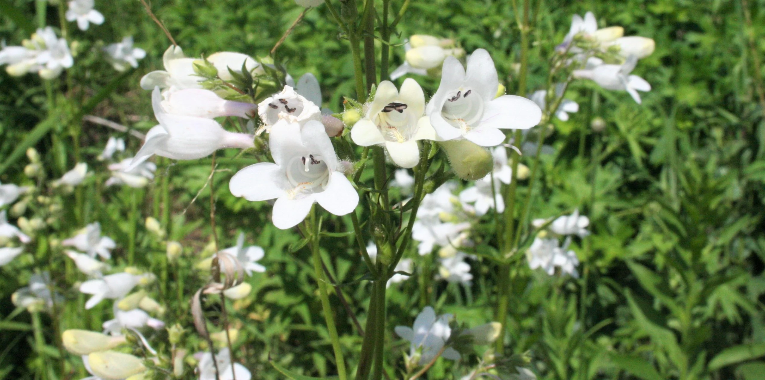 Beardtongue, White (Penstemon digitalis), wildflower, hamilton native outpost