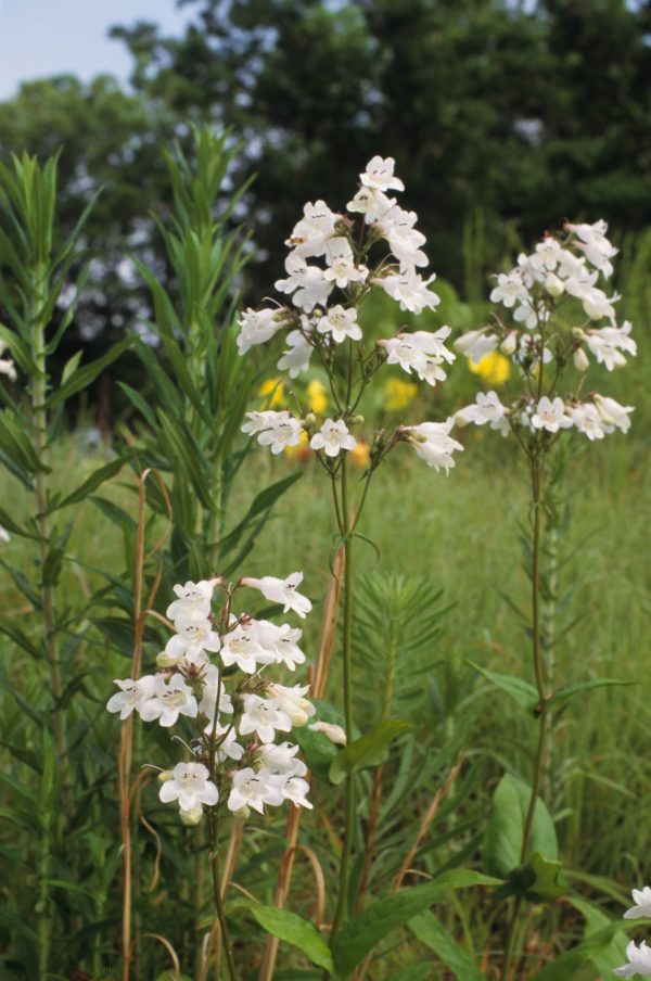 Beardtongue, White (Penstemon digitalis), wildflower, hamilton native outpost