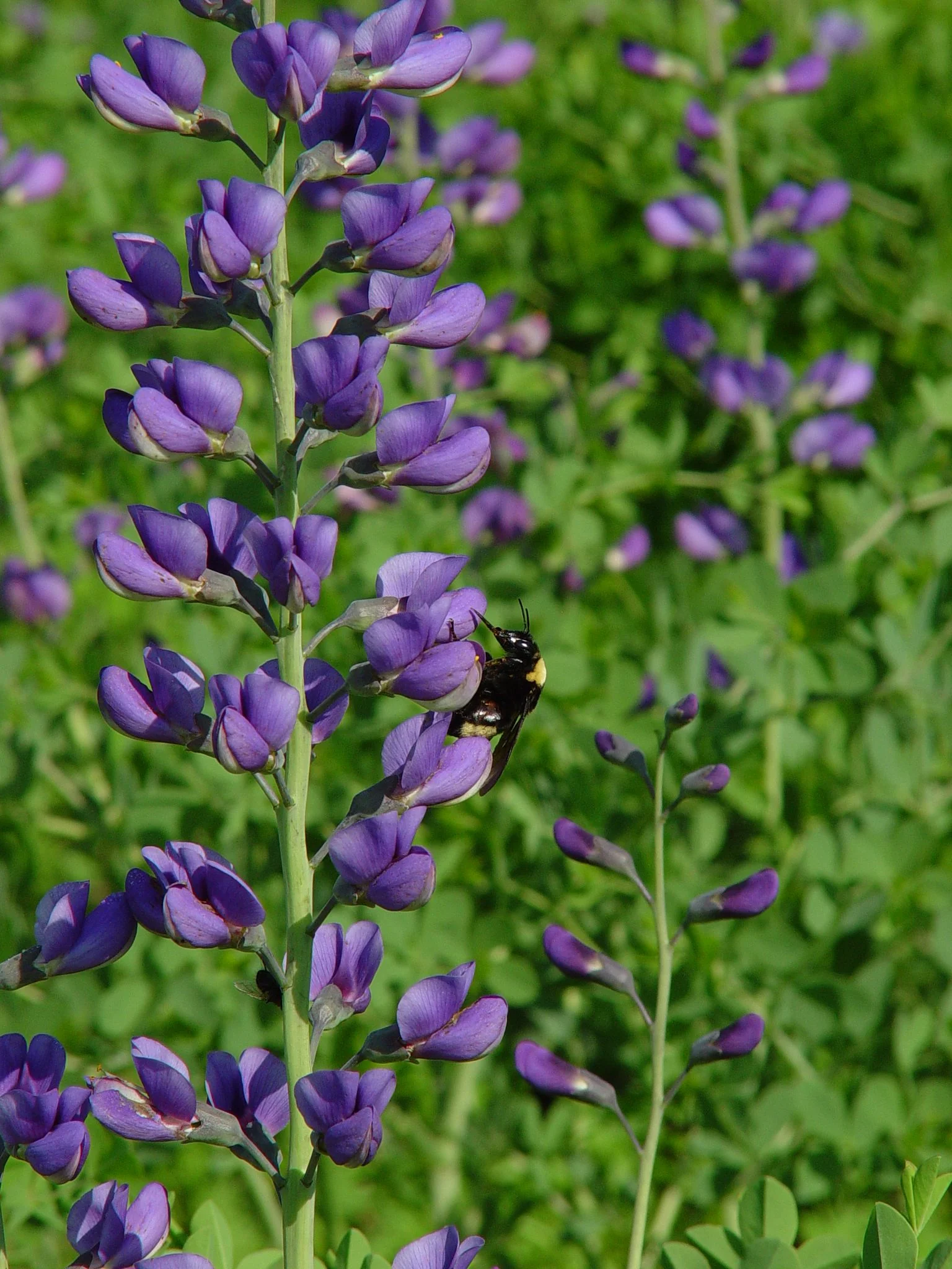 Blue Indigo (Baptisia australis), wildflower, Hamilton Native Outpost