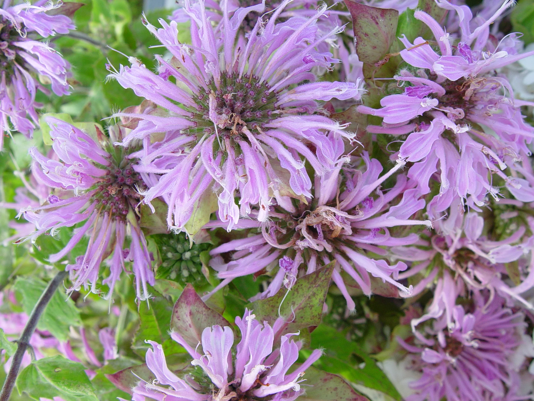 Wild Bergamot (Monarda fistulosa), native wildflower, Hamilton Native Outpost