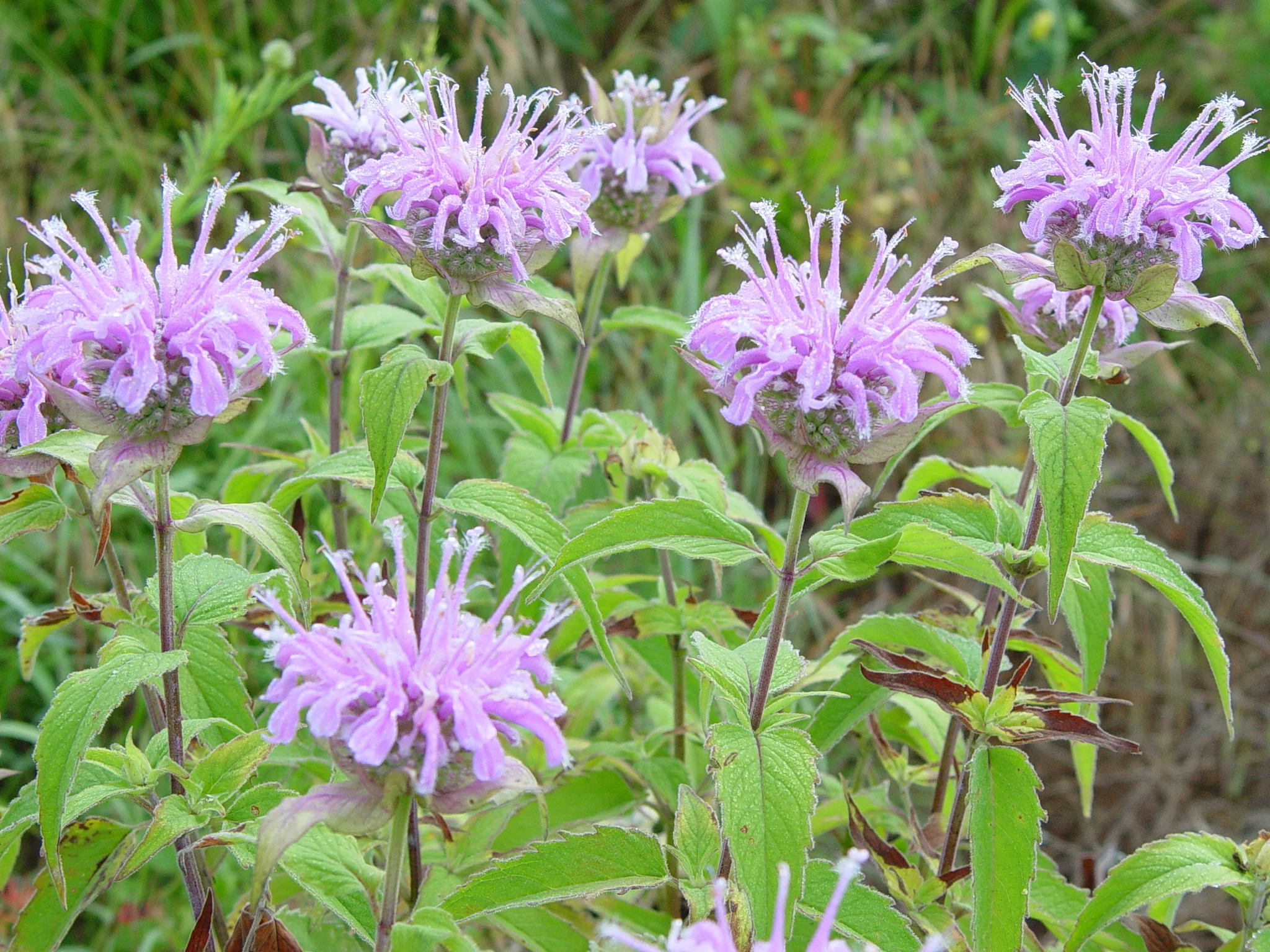 Wild Bergamot (Monarda fistulosa), native wildflower, Hamilton Native Outpost