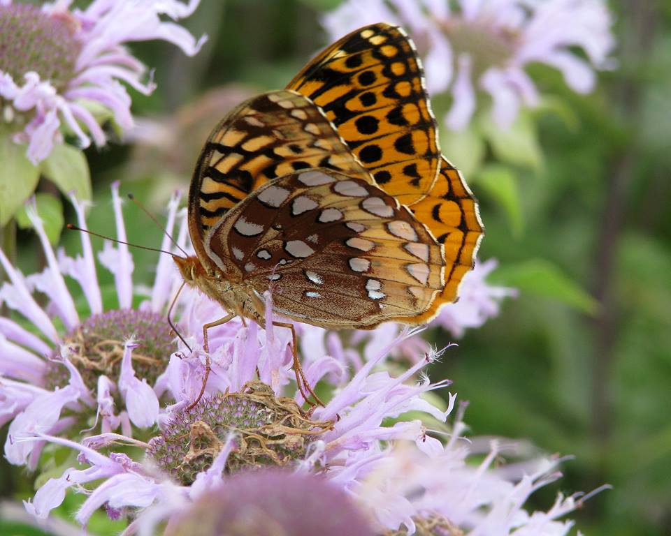 Wild Bergamot (Monarda fistulosa) with a butterfly, native wildflower, Hamilton Native Outpost