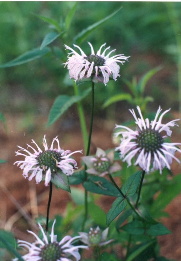 Bergamot, Woodland (Monarda bradburiana), native wildflower, Hamilton Native Outpost
