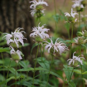 Bergamot, Woodland (Monarda bradburiana), native wildflower, Hamilton Native Outpost